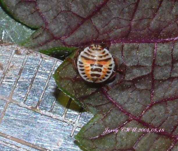 按此在新視窗瀏覽圖片