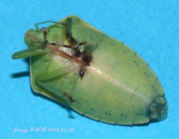 按此在新視窗瀏覽圖片