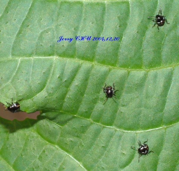 按此在新視窗瀏覽圖片