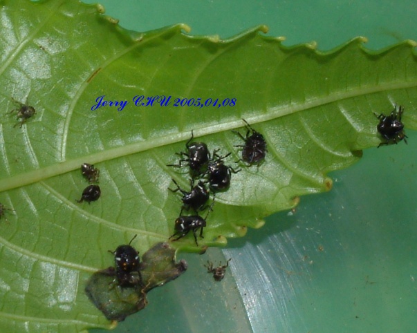 按此在新視窗瀏覽圖片