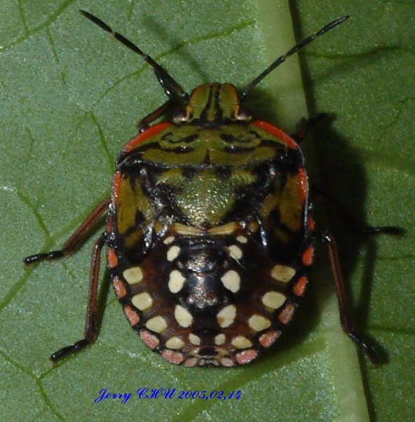 按此在新視窗瀏覽圖片