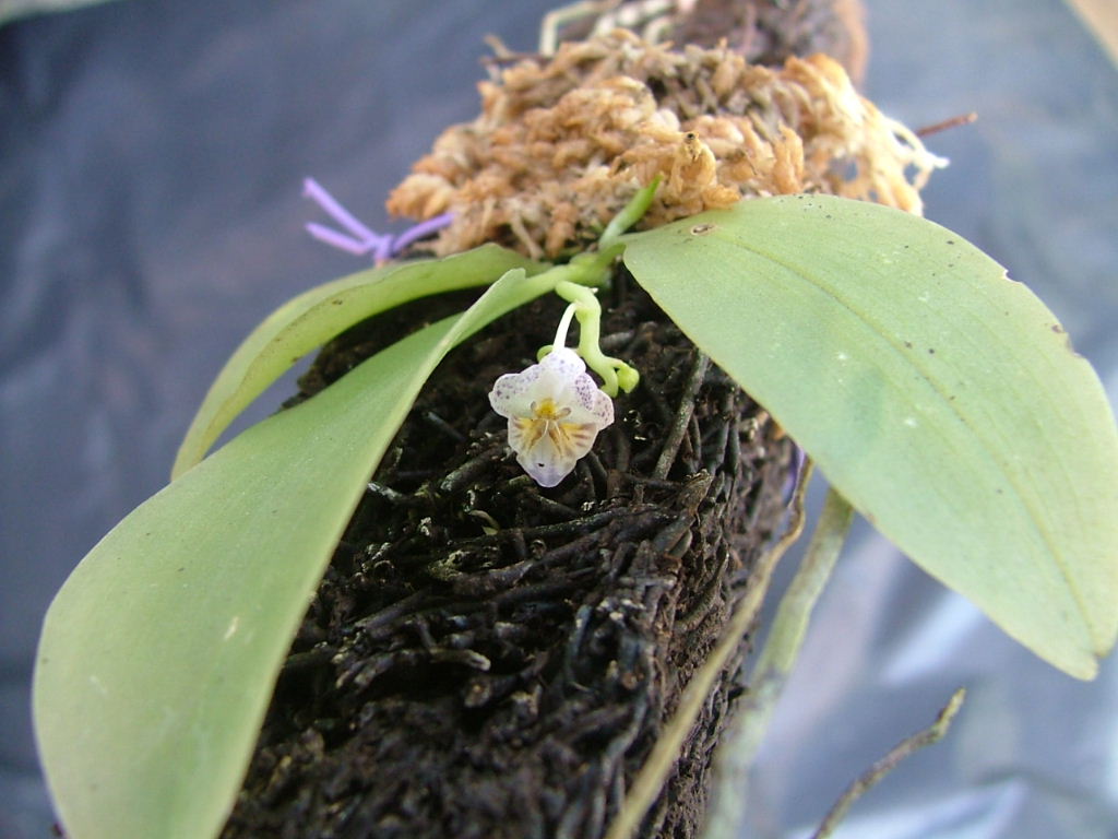 «ö¦¹¦b·sµøµ¡ÂsÄý¹Ï¤ù