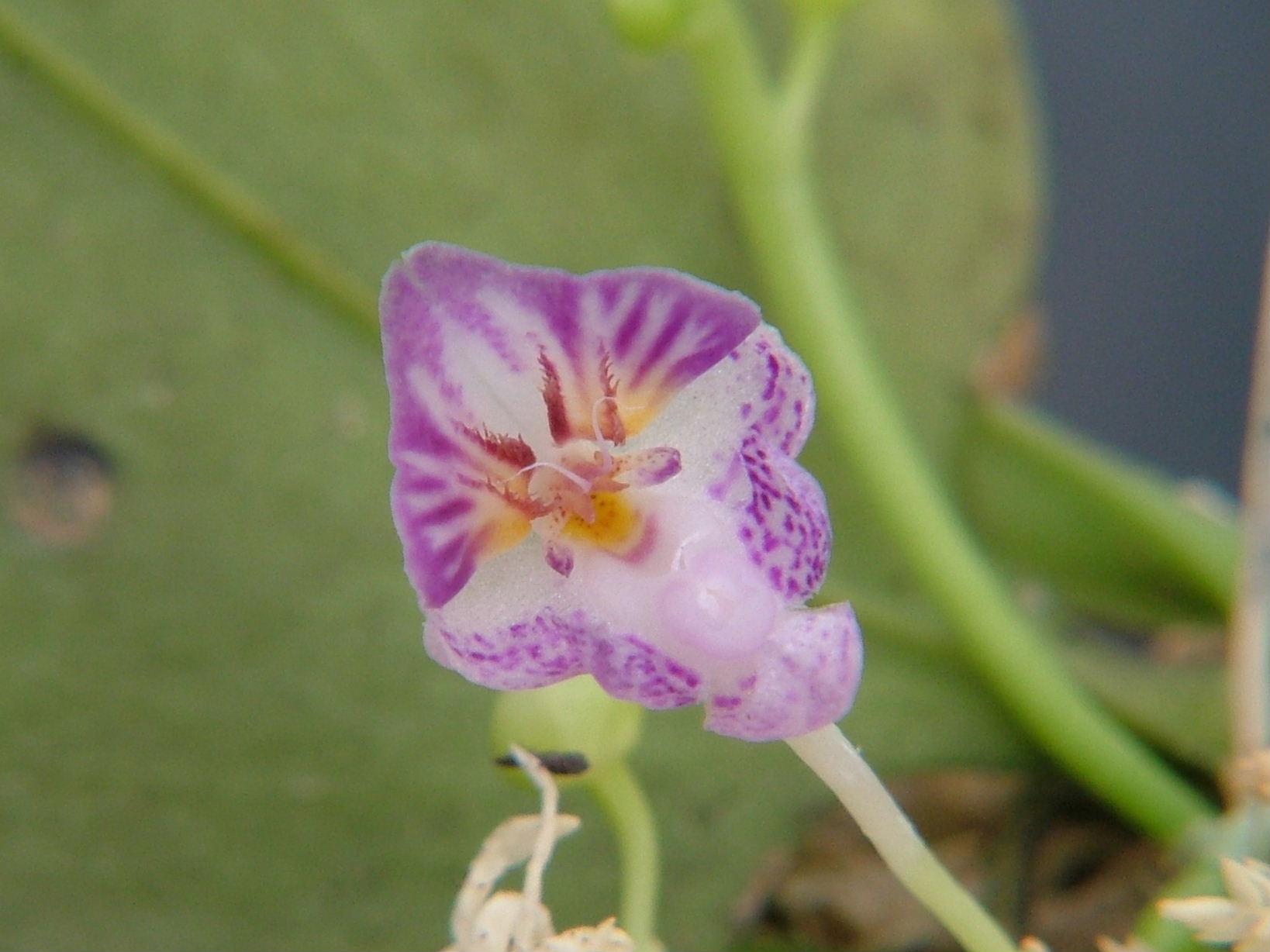 «ö¦¹¦b·sµøµ¡ÂsÄý¹Ï¤ù