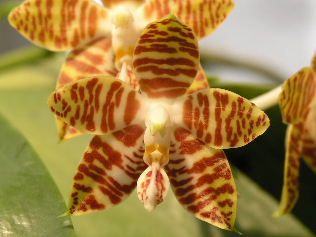 按此在新視窗瀏覽圖片