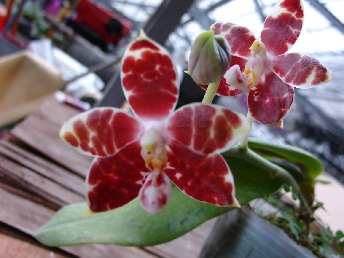 按此在新視窗瀏覽圖片