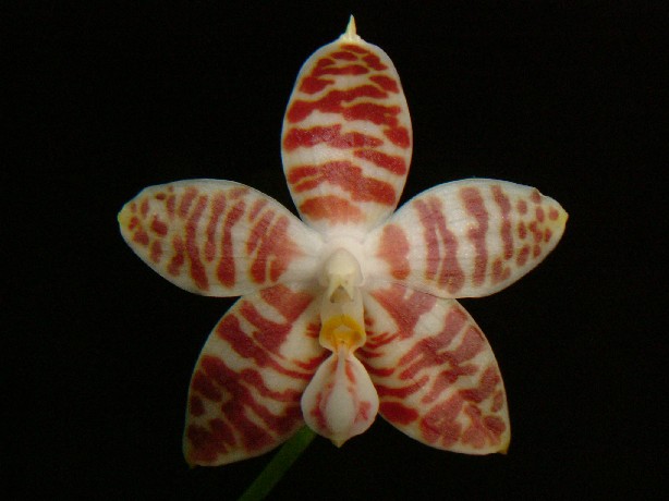 按此在新視窗瀏覽圖片