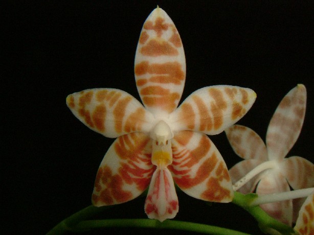 按此在新視窗瀏覽圖片