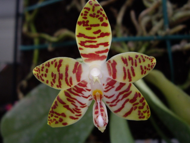 按此在新視窗瀏覽圖片