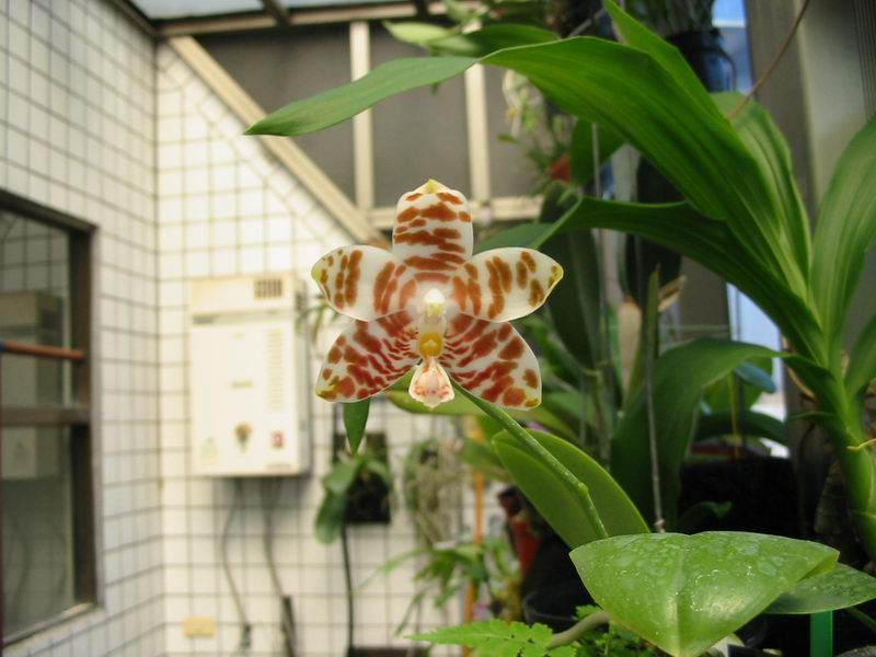 按此在新視窗瀏覽圖片