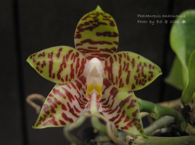 按此在新視窗瀏覽圖片