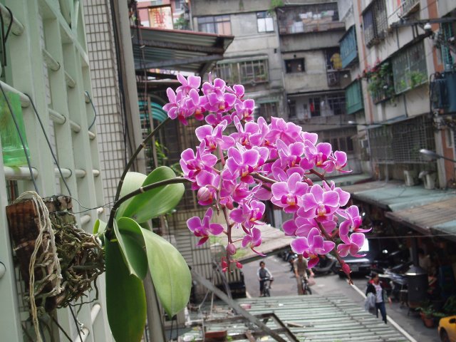 按此在新視窗瀏覽圖片