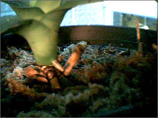 «ö¦¹¦b·sµøµ¡ÂsÄý¹Ï¤ù