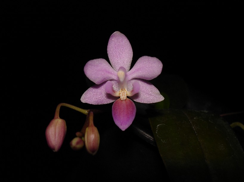 按此在新視窗瀏覽圖片