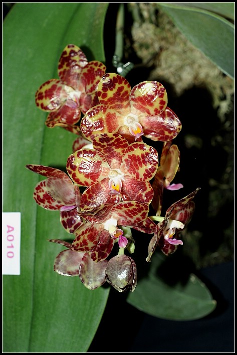 按此在新視窗瀏覽圖片