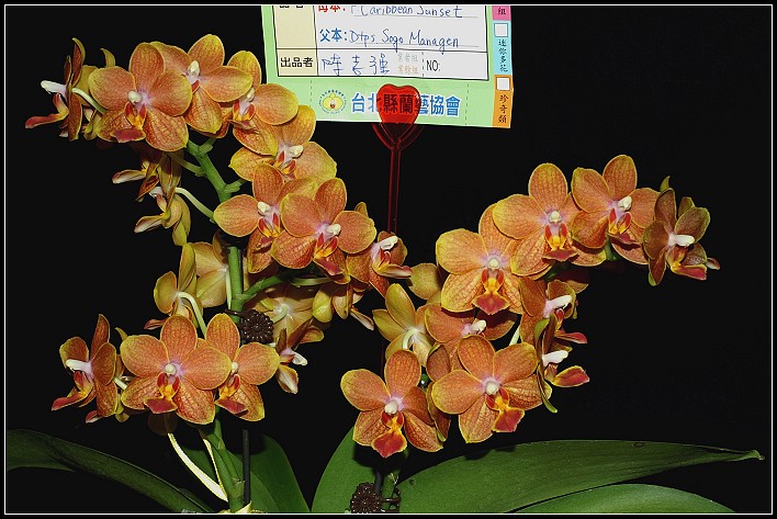 按此在新視窗瀏覽圖片