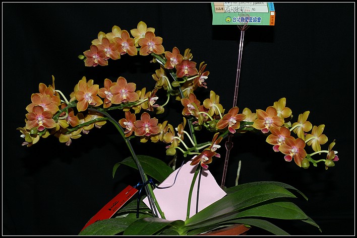 按此在新視窗瀏覽圖片