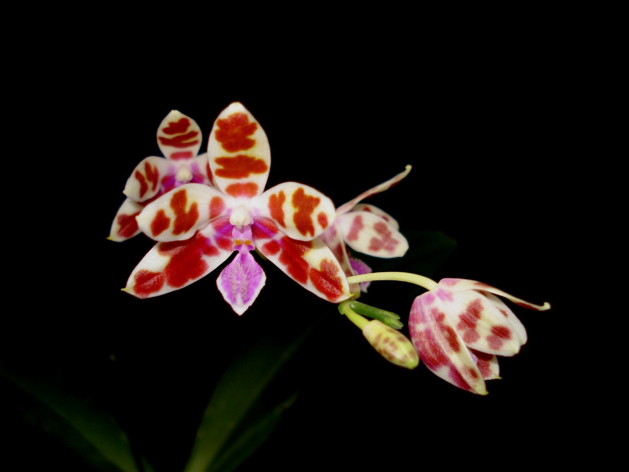 按此在新視窗瀏覽圖片