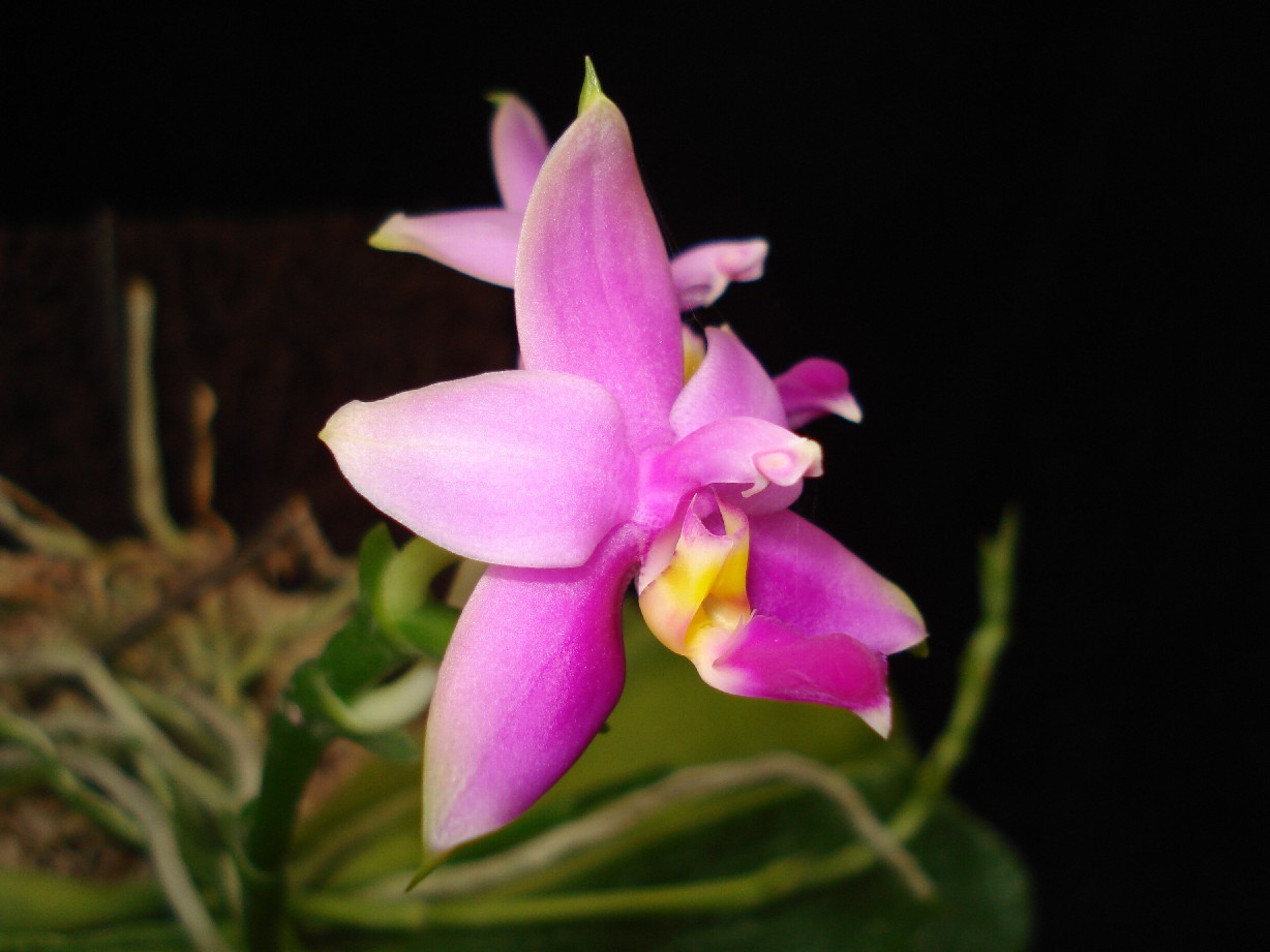 按此在新視窗瀏覽圖片