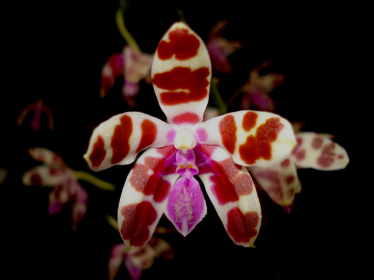 按此在新視窗瀏覽圖片