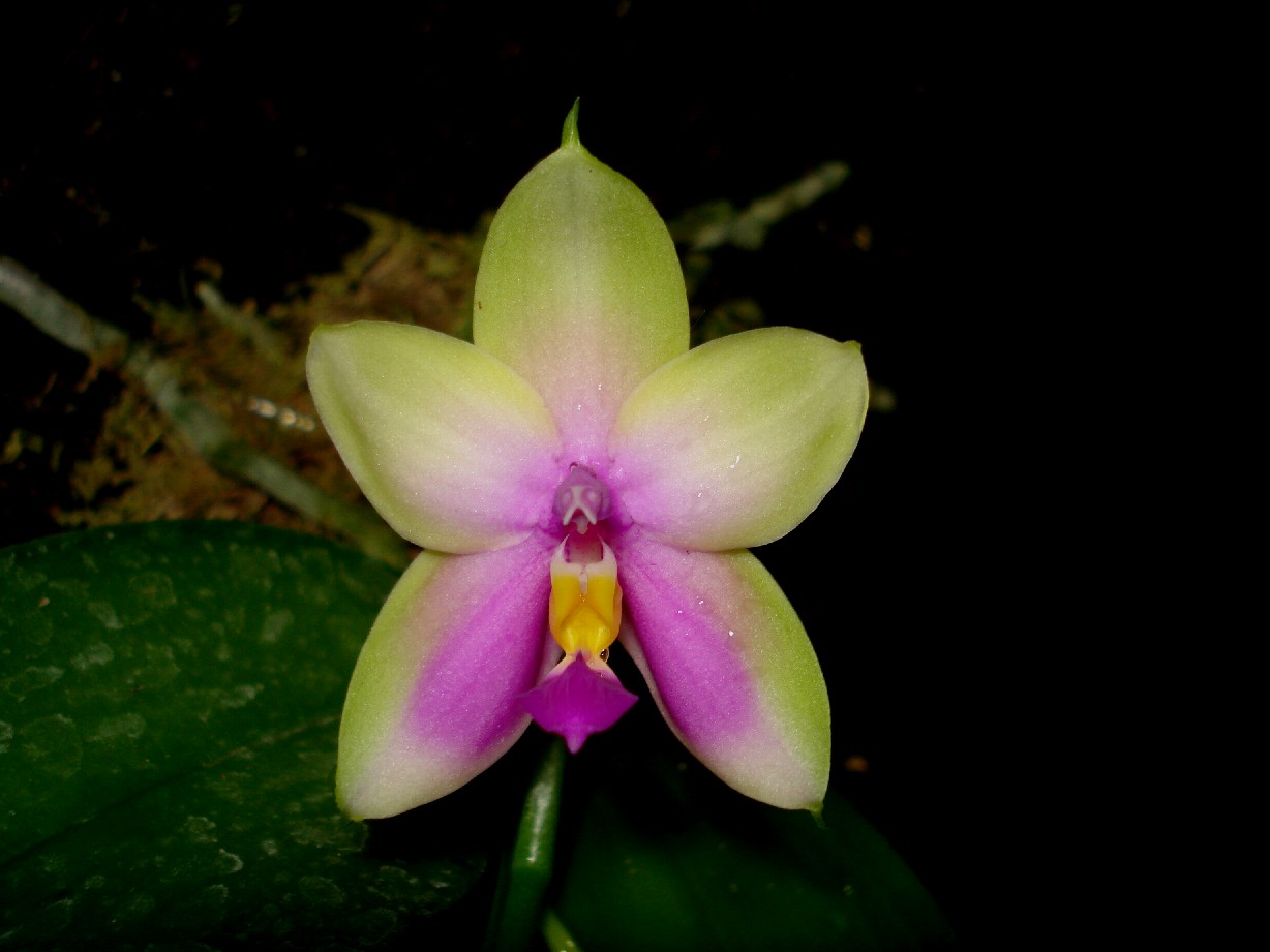 按此在新視窗瀏覽圖片