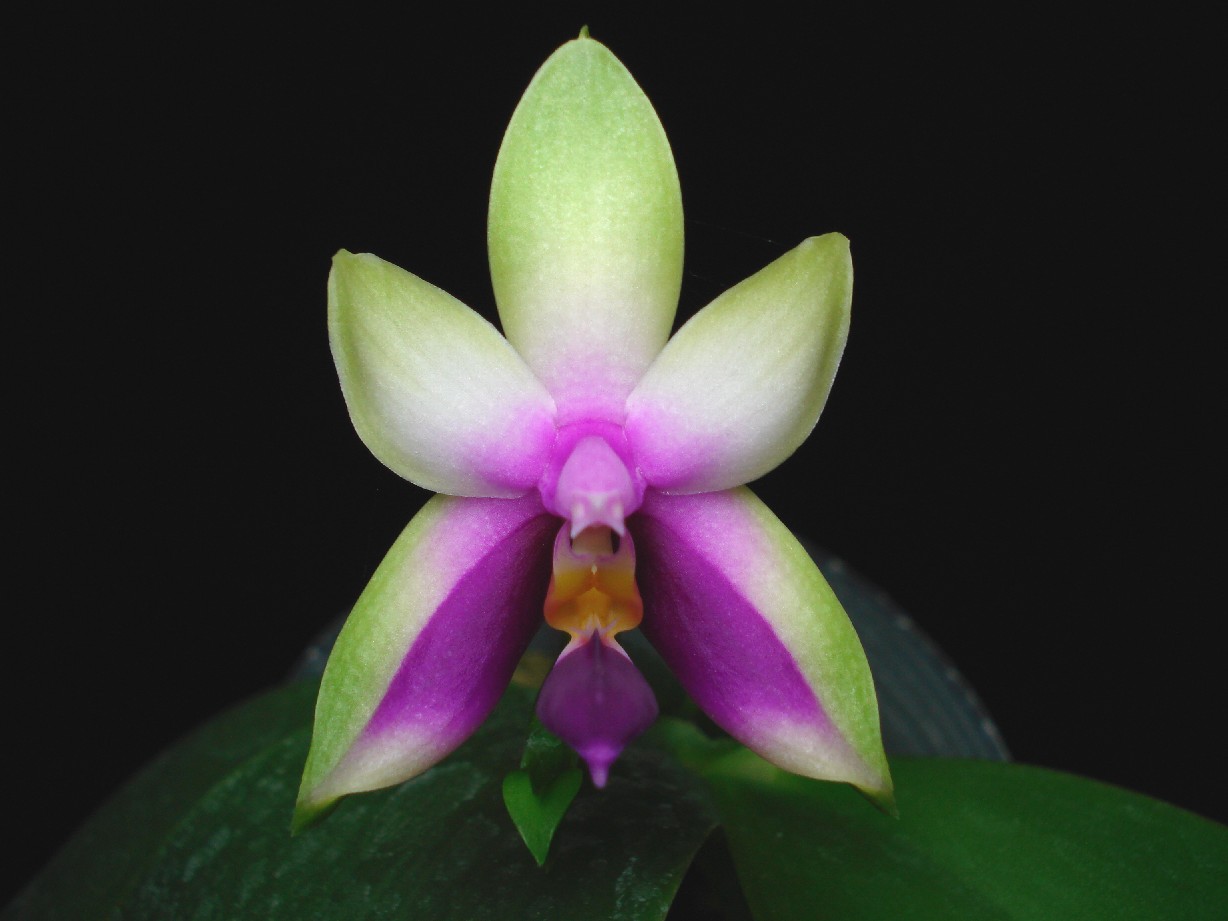 按此在新視窗瀏覽圖片