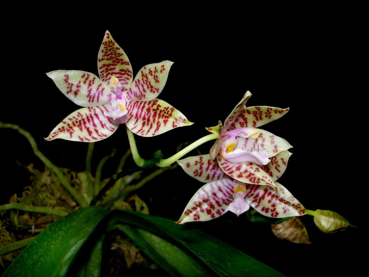 按此在新視窗瀏覽圖片