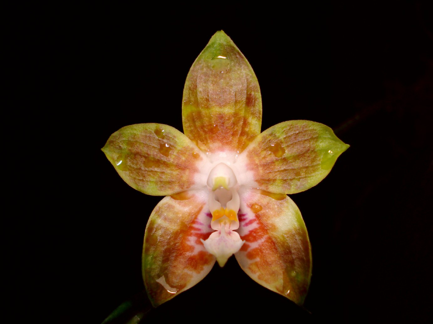 按此在新視窗瀏覽圖片