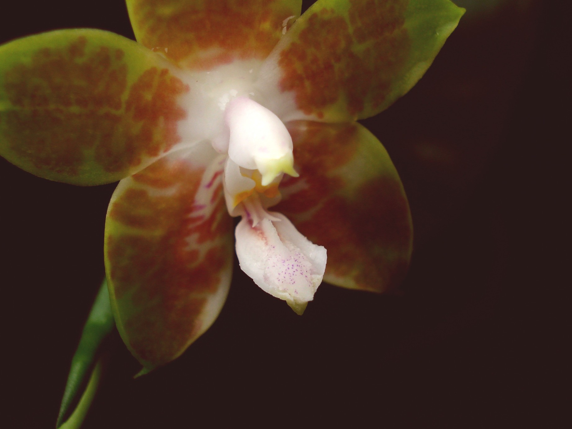 按此在新視窗瀏覽圖片