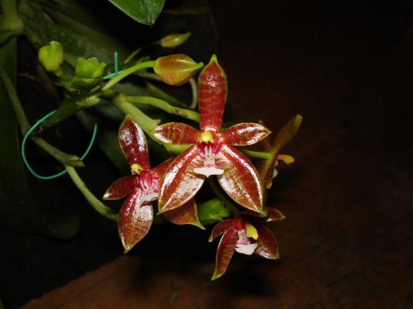 按此在新視窗瀏覽圖片