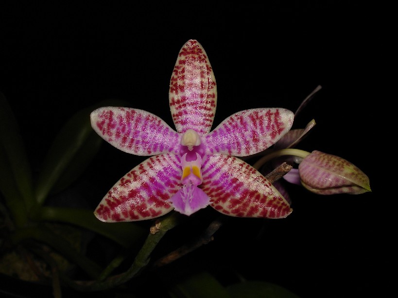 按此在新視窗瀏覽圖片