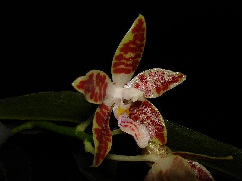 按此在新視窗瀏覽圖片