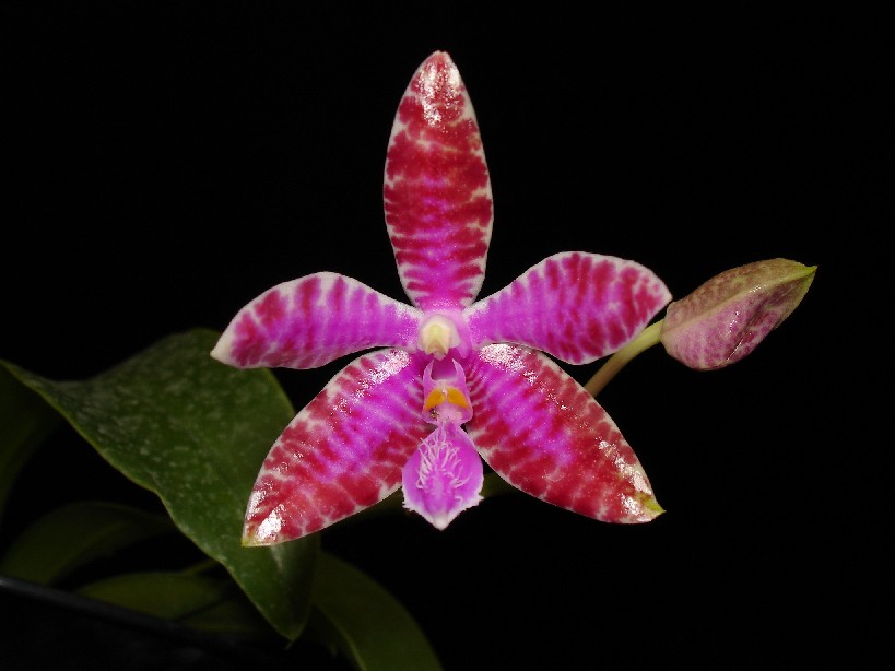 按此在新視窗瀏覽圖片