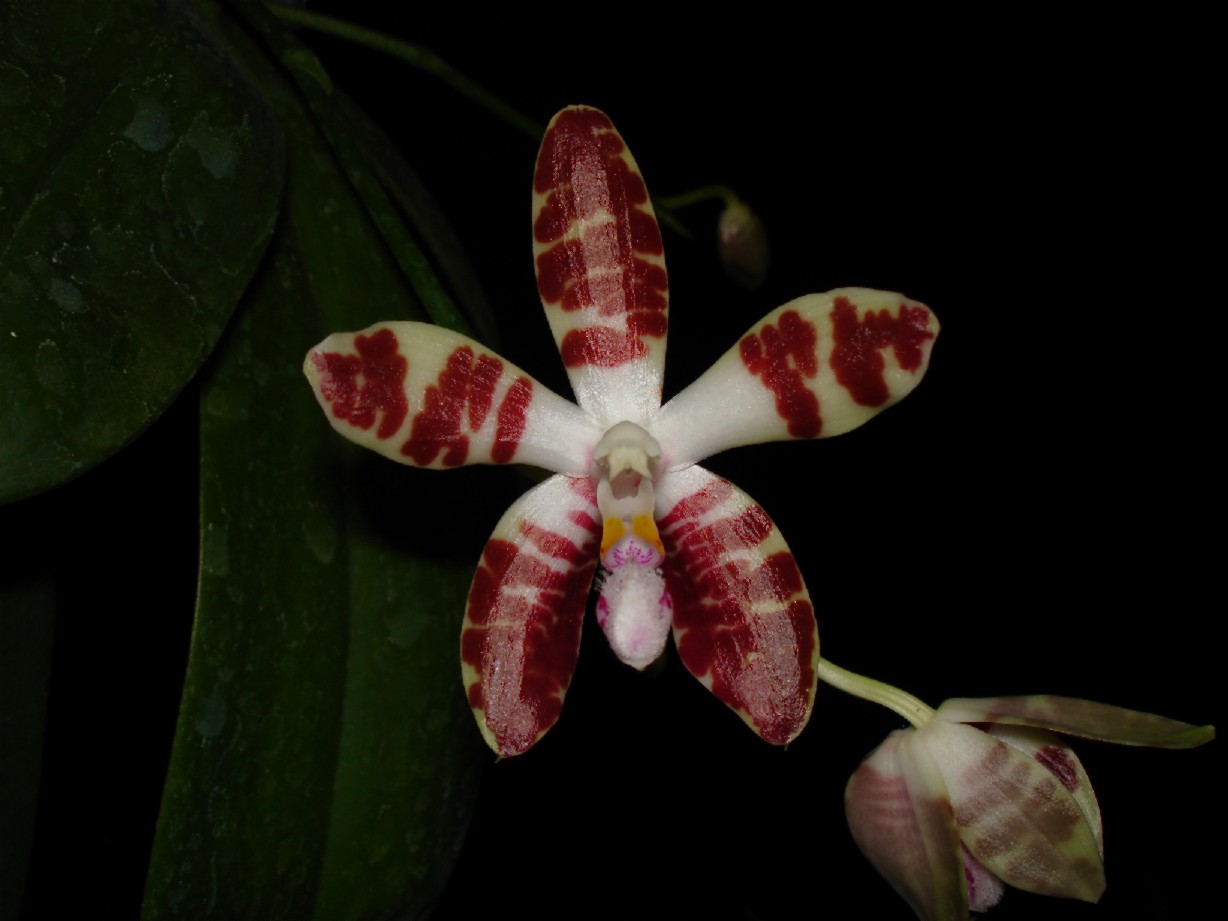 按此在新視窗瀏覽圖片