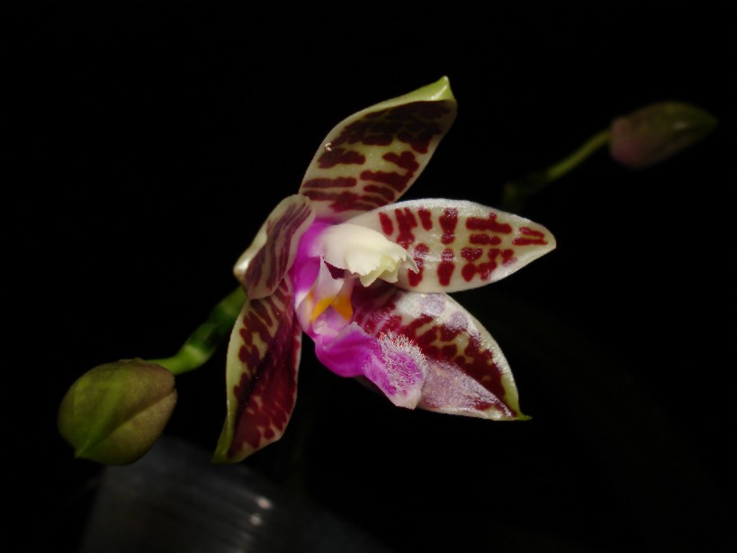 按此在新視窗瀏覽圖片