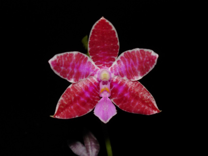 按此在新視窗瀏覽圖片