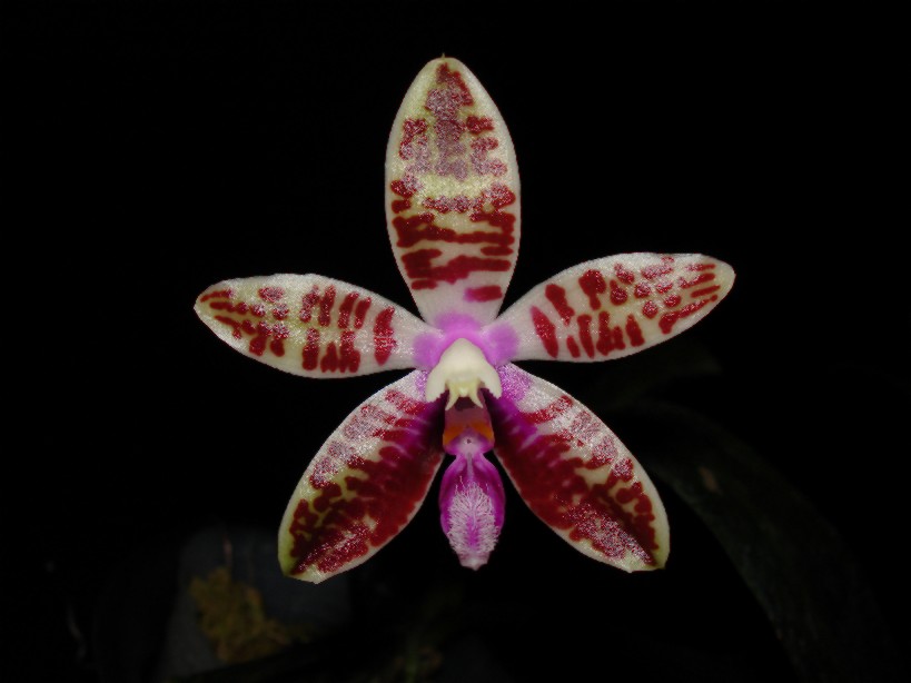 按此在新視窗瀏覽圖片