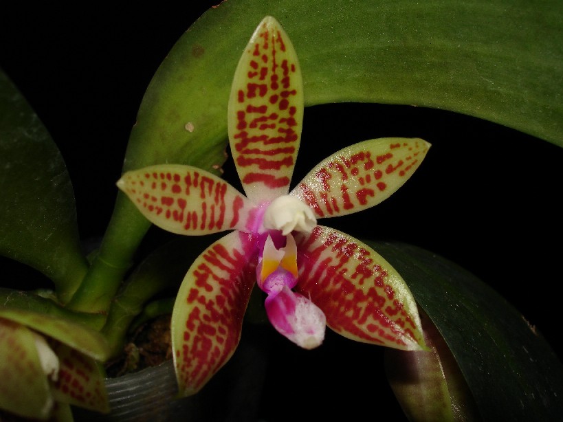 按此在新視窗瀏覽圖片