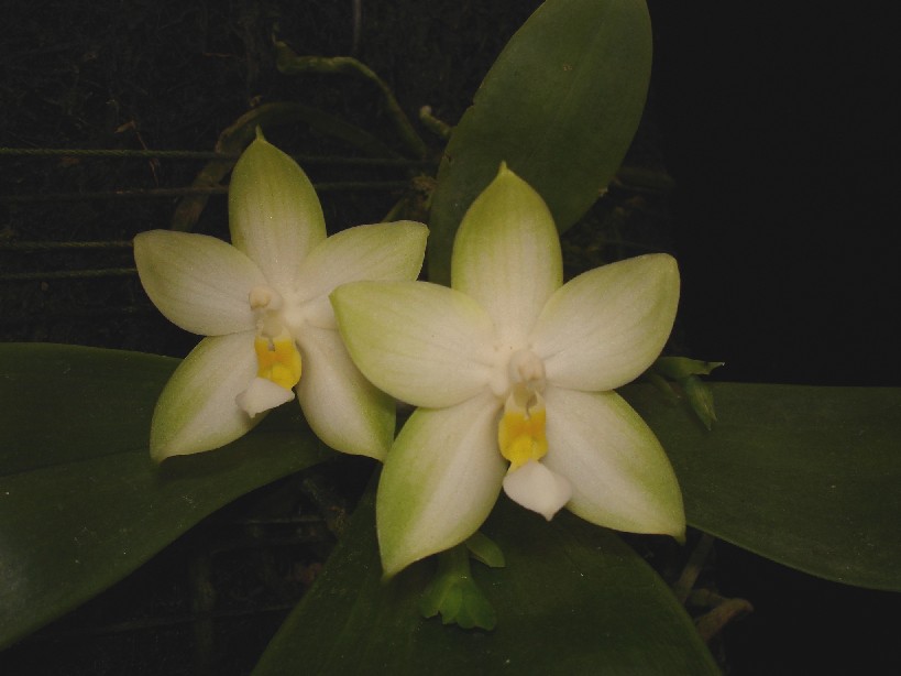 按此在新視窗瀏覽圖片