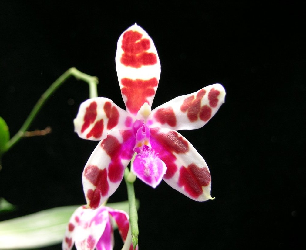 按此在新視窗瀏覽圖片