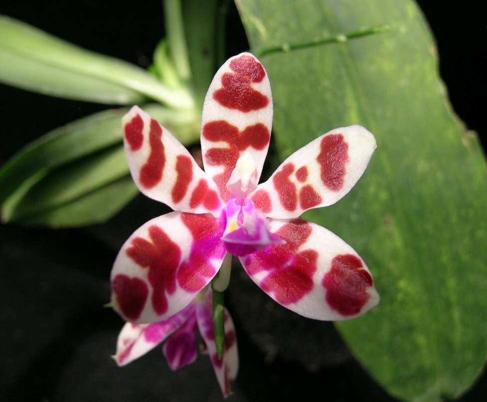 按此在新視窗瀏覽圖片