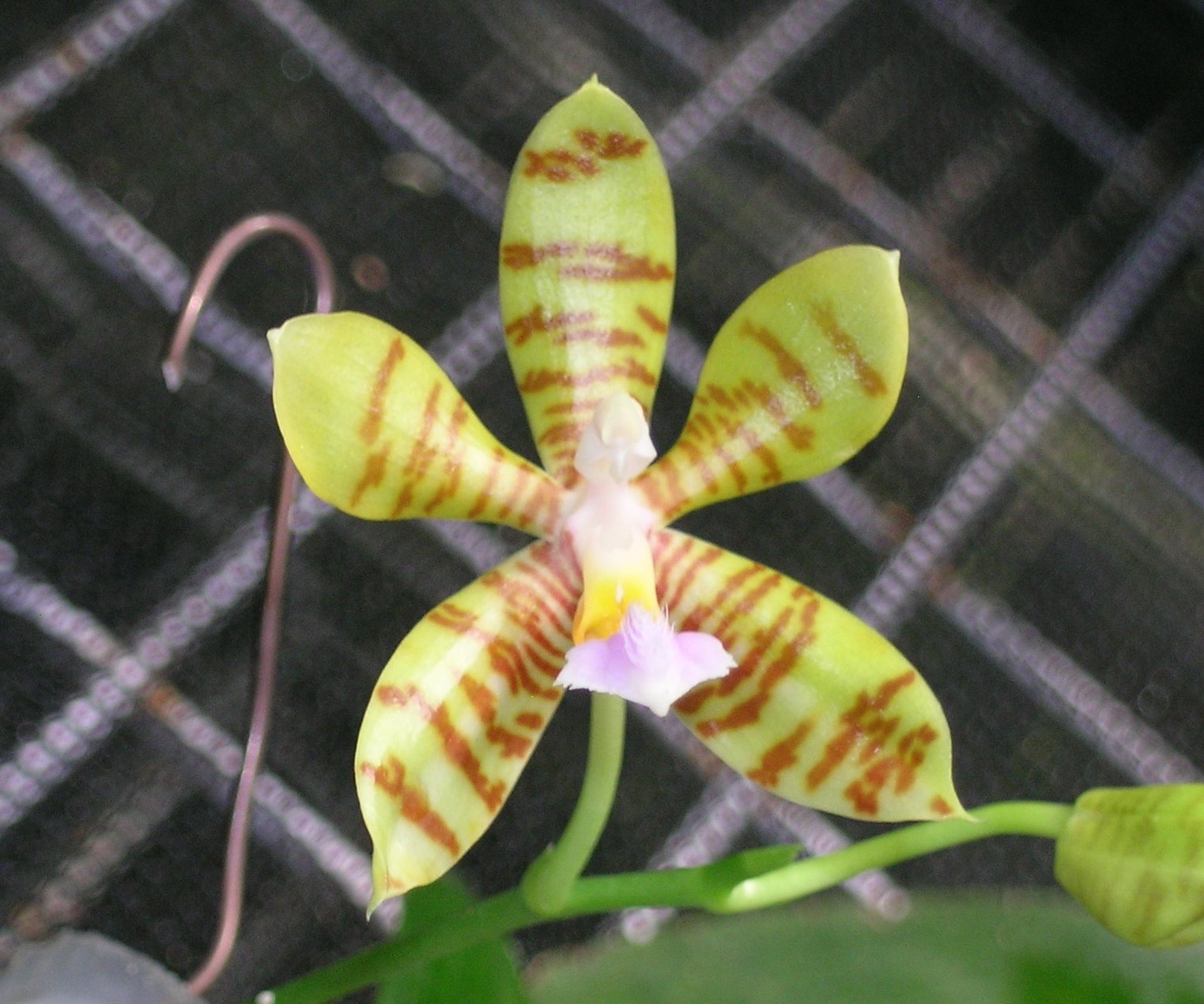 按此在新視窗瀏覽圖片