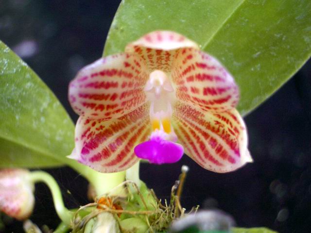 按此在新視窗瀏覽圖片