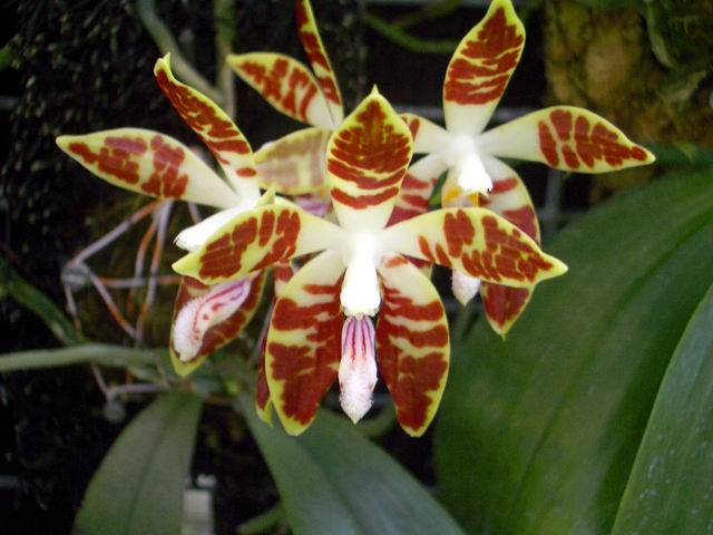 按此在新視窗瀏覽圖片