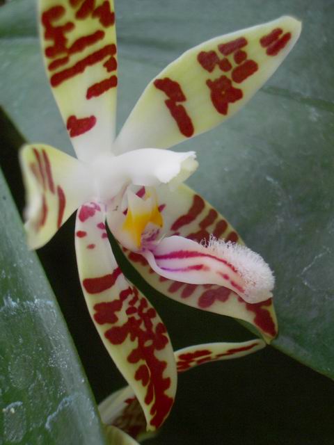 按此在新視窗瀏覽圖片