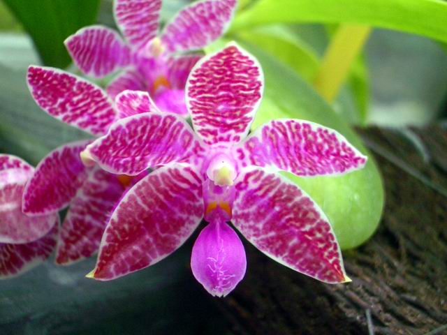 按此在新視窗瀏覽圖片