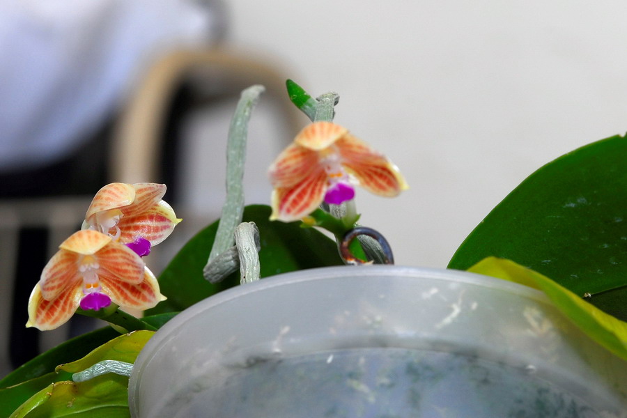 按此在新視窗瀏覽圖片