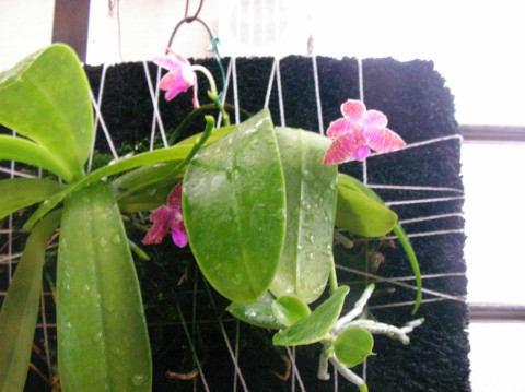 按此在新視窗瀏覽圖片