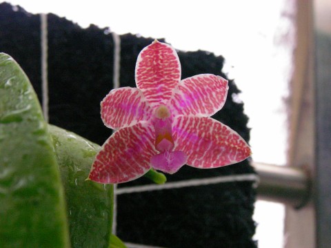 按此在新視窗瀏覽圖片