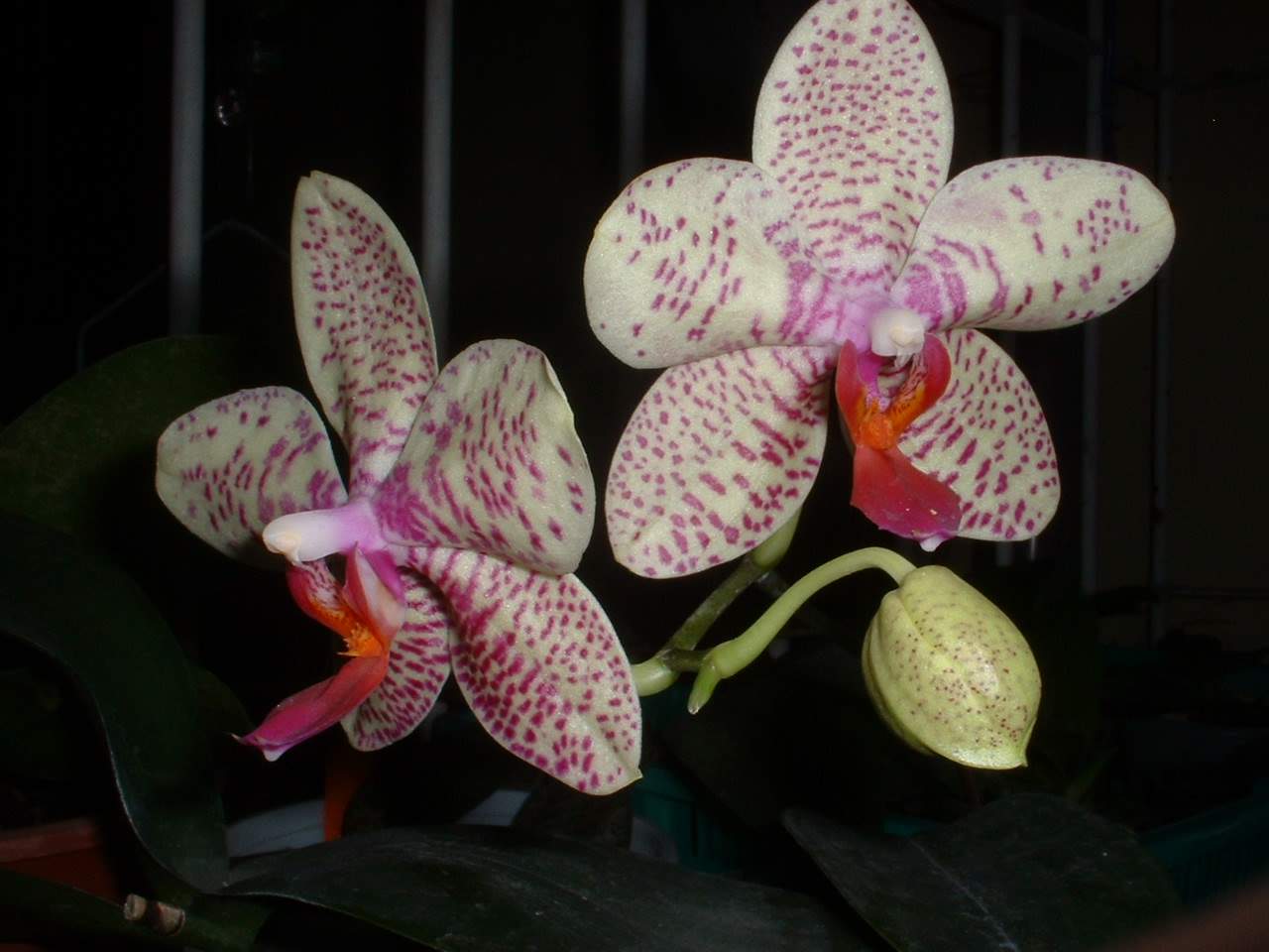 «ö¦¹¦b·sµøµ¡ÂsÄý¹Ï¤ù