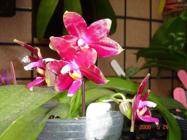 按此在新視窗瀏覽圖片